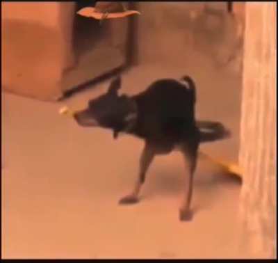 Harrydogter