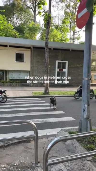 These dogs are built different 😂