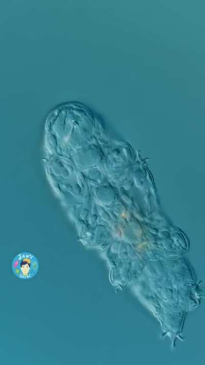 Small But Out For A Walk - Close Up Look, Tardigrade/Water Bear