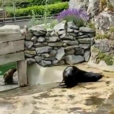 Seal ya later