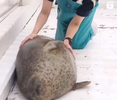 Chonk rub