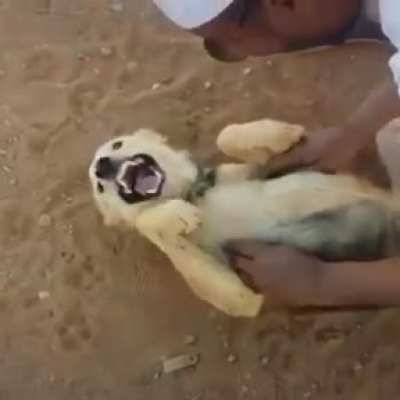 The dog is ready