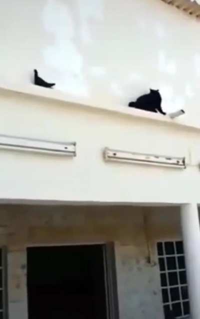 to catch a pigeon