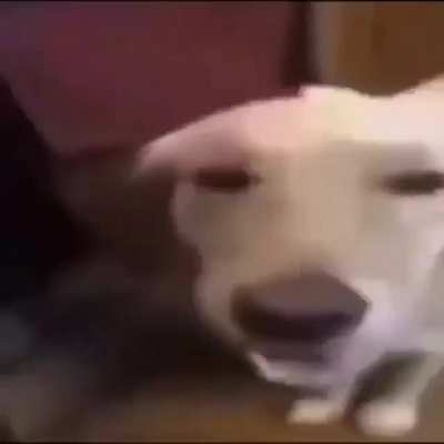 Butter dog