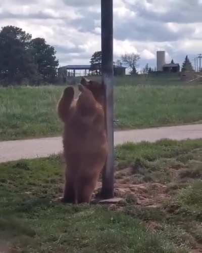 Bear Scratching It’s Back With a Pole