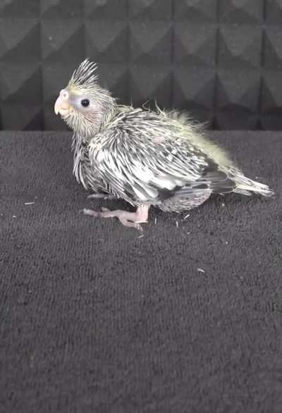 Baby parrot 41 days development
