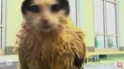 Tv presenter can’t keep a straight face while talking about a chonker trying to dechonk