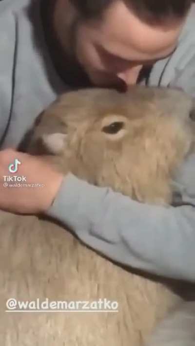 The capybara is cuddle-shaped