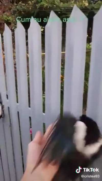 This bird guillotine