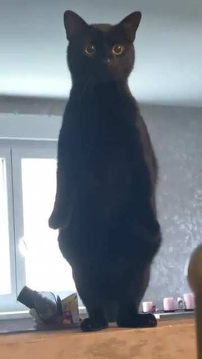 Cat.