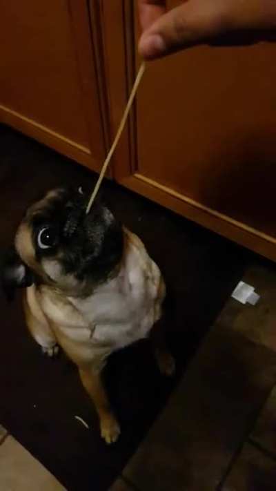 I see your pug eating noodles. Here is my noodle bird eating noodles