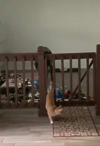 Cat perfectly executes his plan.