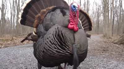 Happy Turkey Day