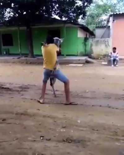 That donkey dances better than me