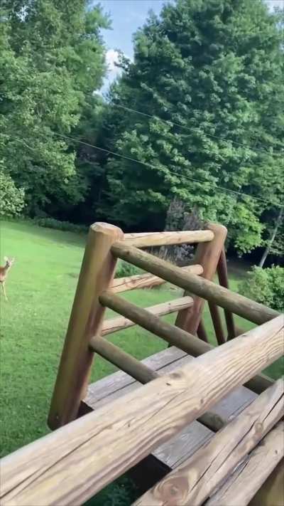 deer??