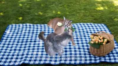 floppacc best