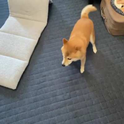circle zoomies