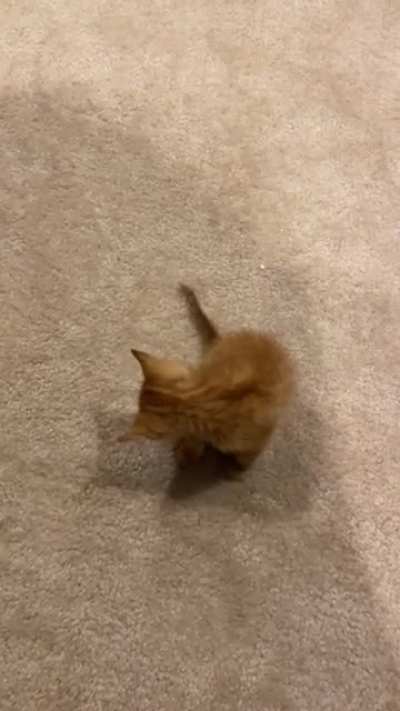 Archie, our new kitten, has a lot to say!