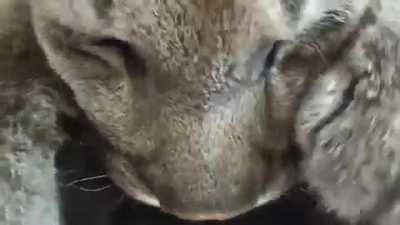 Kneady cougar