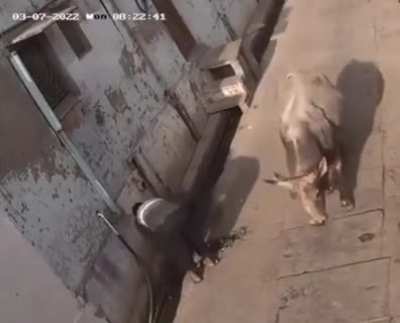 Can't trust even animals this days