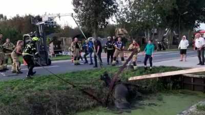Saving a horse