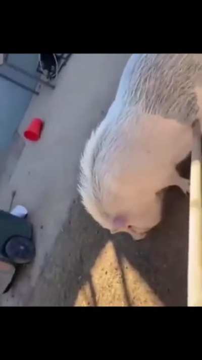 Sound on 🔊🐷