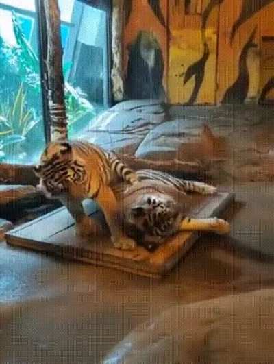 Tiger Shenanigans 