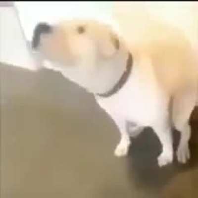 vibe dog (audio on for more vibe) :>