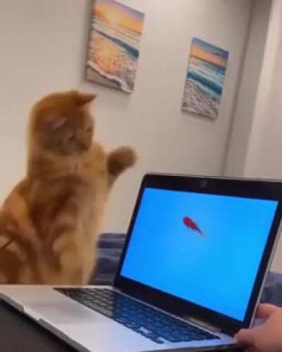 fera indomável agride peixes inocentes