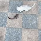 How to tame your cat