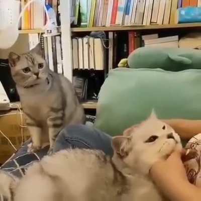 Как выгля<wbr>дят трево<wbr>га, недоу<wbr>мение<wbr>, жалость к себе и зависть у котов.