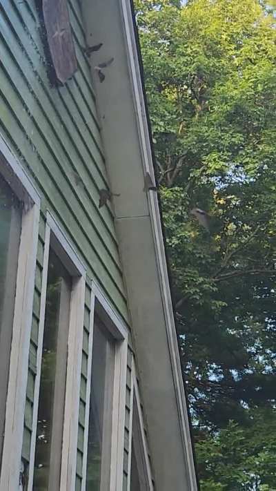 Bats