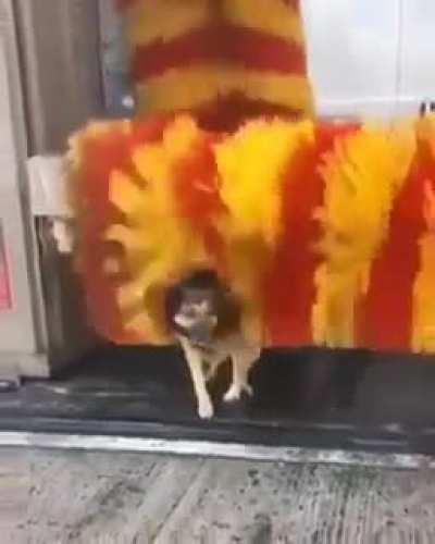 I thought that thing was going to eat him