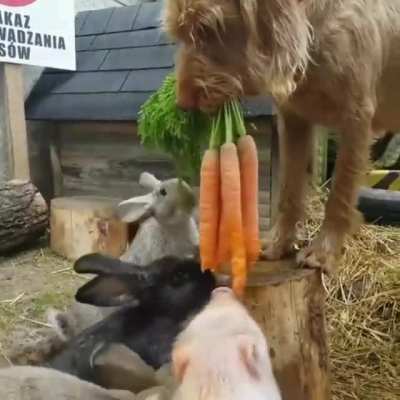 Farmers’ big helper