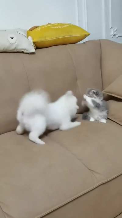 Puppy and cat 🥰cutest fight