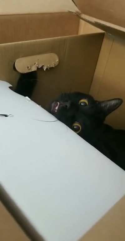 Death by cat