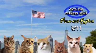 funne cat 911 😃