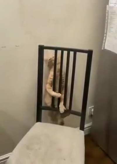 Cat cant understand chair
