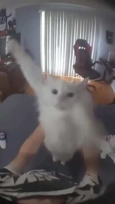 A Dancer Cat!