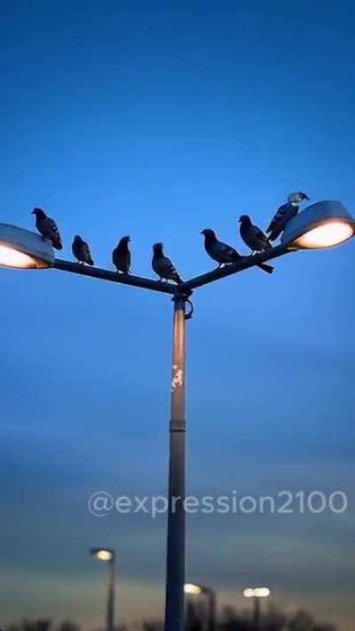 Closed-Circuit Television, crows of the wire, perched on poles with cold desire. No wings, no soul, just glassy eyes, catching your truths, feeding their lies. 