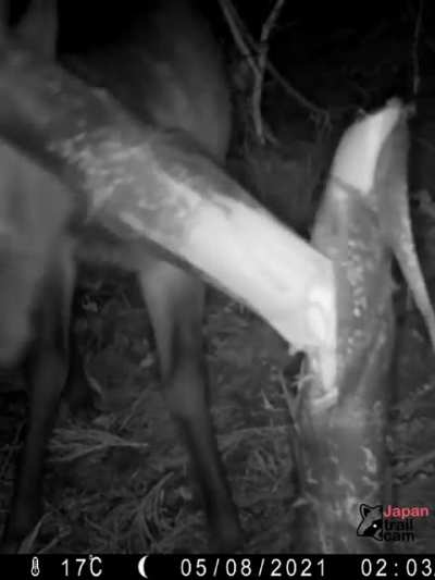 Bamboo Snacks