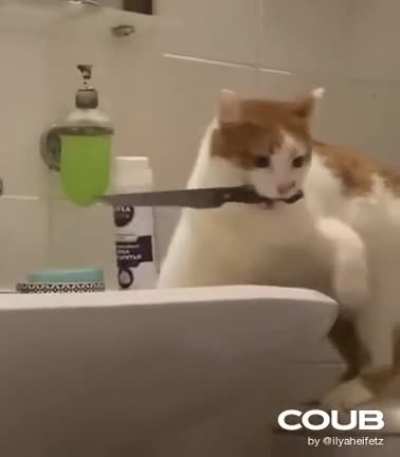 Котик что-то задумал