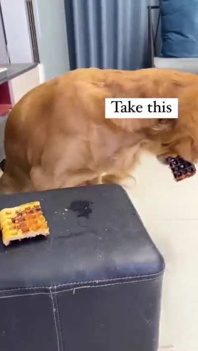 smart doggo