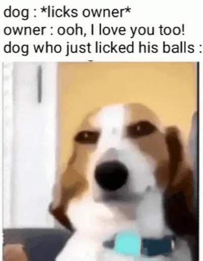 Good Boy