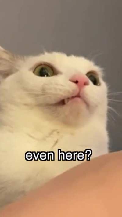 Existancial crisis cat