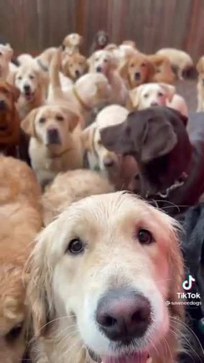 Good boys