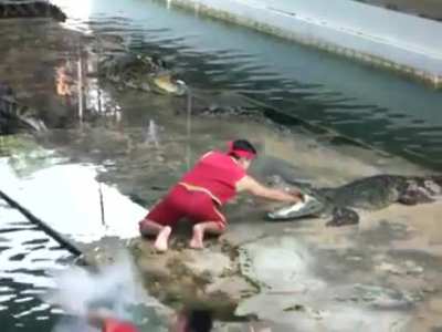 Accident in a crocodile show