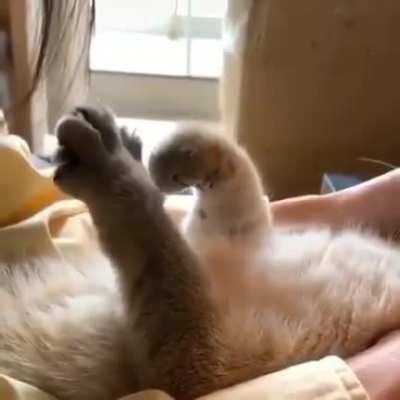 meow_irl