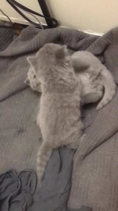 Cat Fight!!!