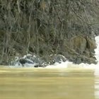 🔥 A Jaguar dragging an Alligator out of the river 🔥
